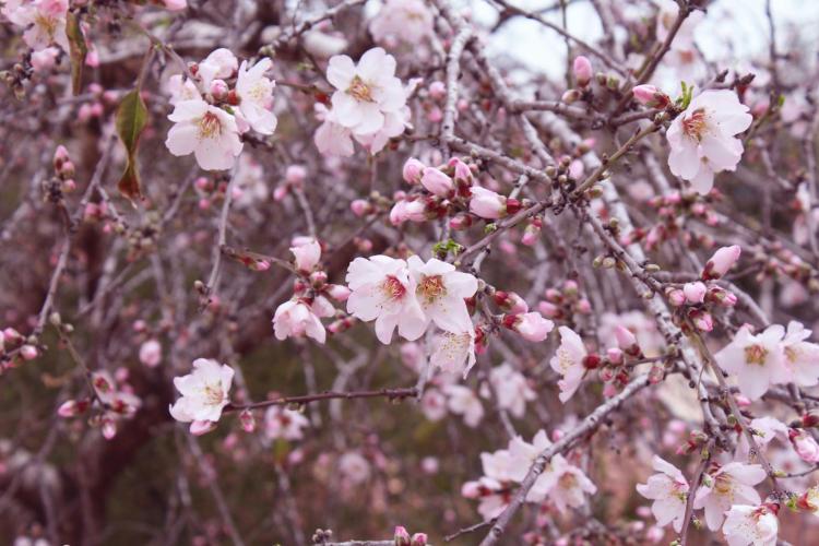 Almond Blossom in the University