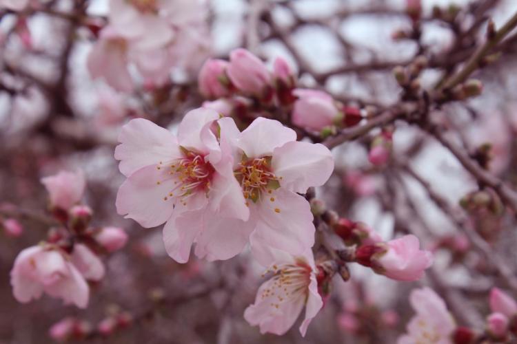 Almond Blossom in the University